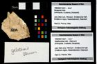 Foto (Objekt + Etikett) von Galatheoidea indet.  (NHMW-GEO-1990-0041-3231)